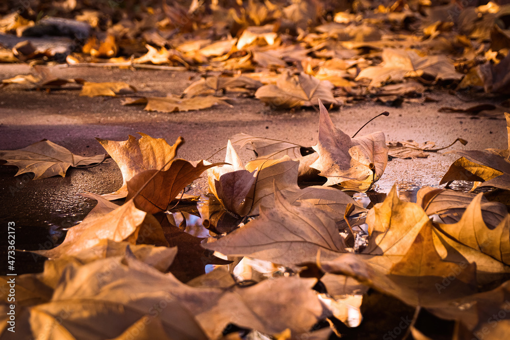 Autumn in the city. Fallen autumn dry leaves on the asphalt in a city park.