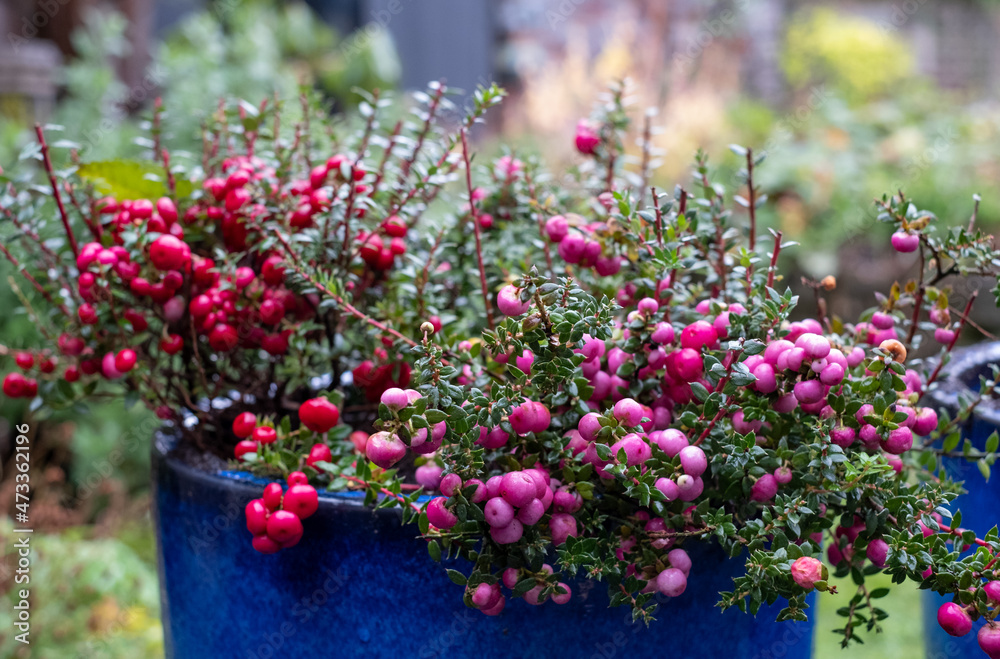 Evergreen shrub in a blue ceramic plant pot, with large ornamental pink and purple berries which appear in winter. The bush is called Gaultheria Mucronata, Pernettya or Prickly Heath. 
