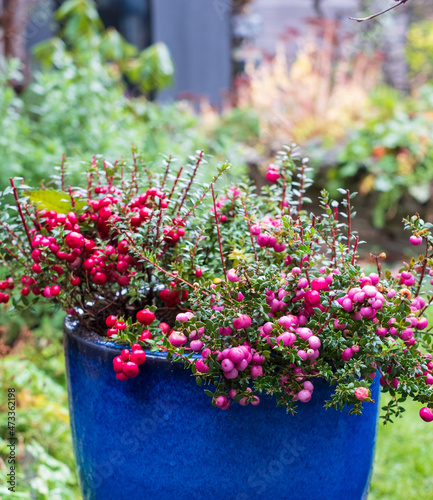Fototapeta Naklejka Na Ścianę i Meble -  Evergreen shrub in a blue ceramic plant pot, with large ornamental pink and purple berries which appear in winter. The bush is called Gaultheria Mucronata, Pernettya or Prickly Heath. 