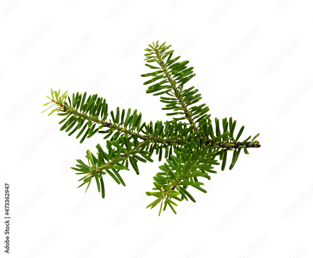 Green branch of Nordman fir (Abies Nordmanniana) isolated on white