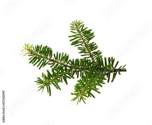 Green branch of Nordman fir (Abies Nordmanniana) isolated on white photo