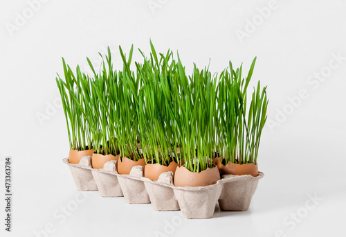 Growing young greens in eggshells. Easter decoration. Eco-friendly cultivation of seedlings on a white background