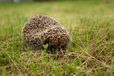 Hedgehog in the wild on green grass