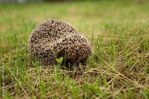 Hedgehog in the wild on green grass