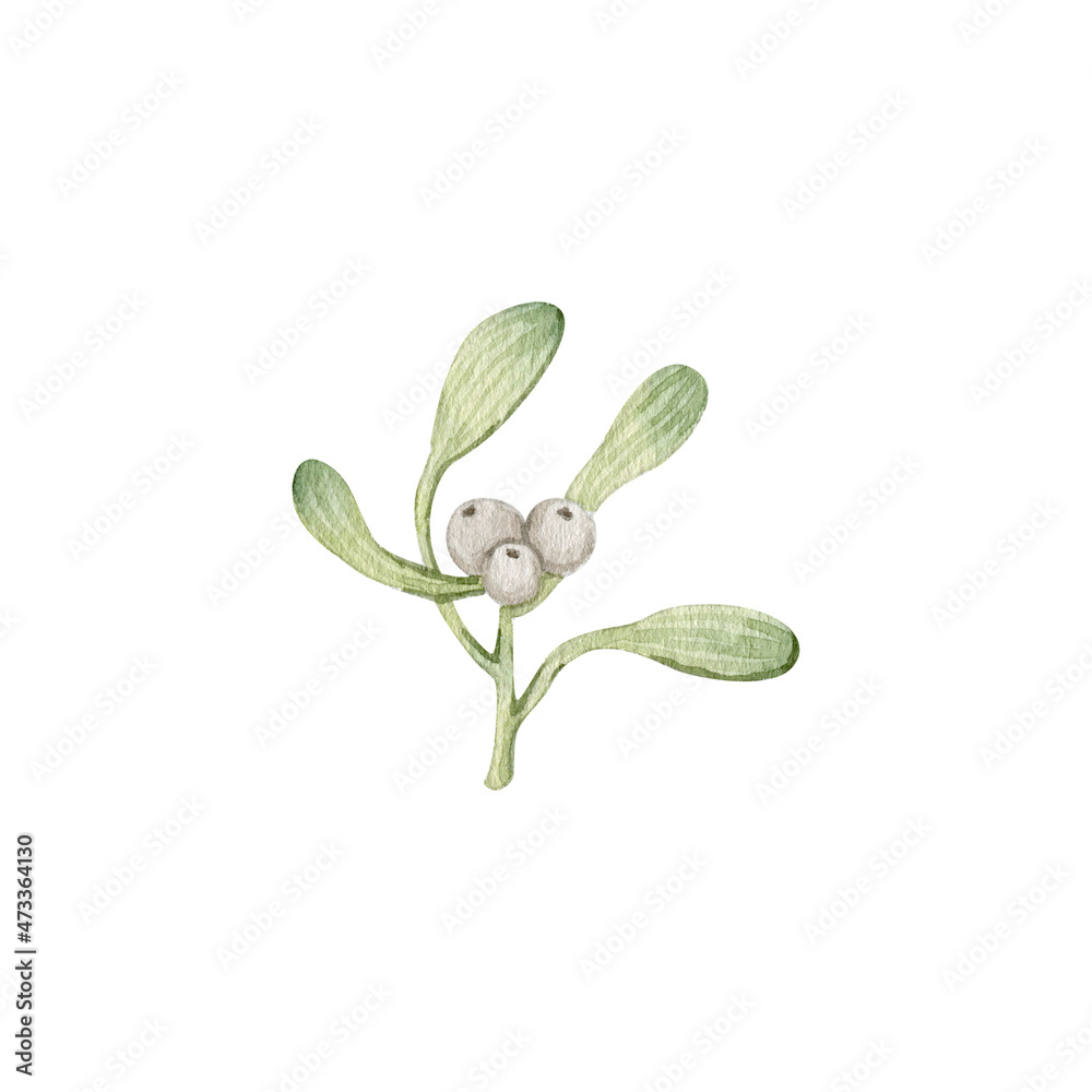 Watercolor Christmas traditional mistletoe berries and leaves clipart Watercolor Christmas traditional mistletoe berries and leaves clipart