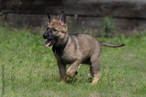 Dog portrait of an eight weeks old German Shepherd puppy with a green grass background. Sable colored, working line breed