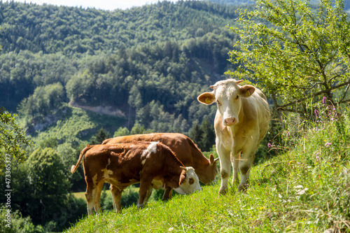 Humanely raised meat: young beef cattle in a meadow photo