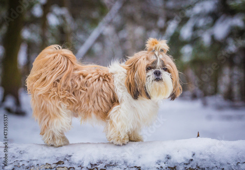Bild auf Leinwand shih tzu dog near a tree in the winter forest