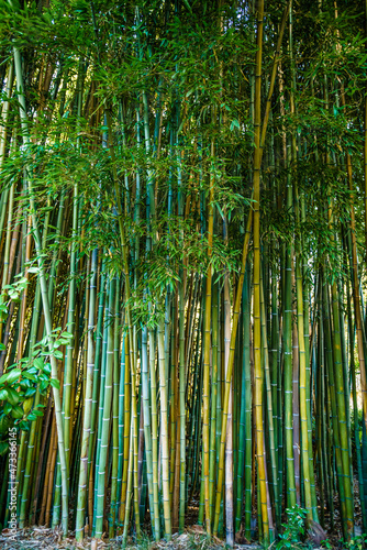 Asian Bamboo forest natural background