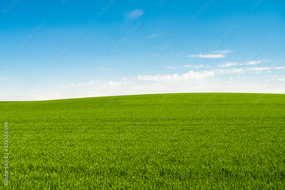 Field Of Green Fresh Grass Under Blue Sky