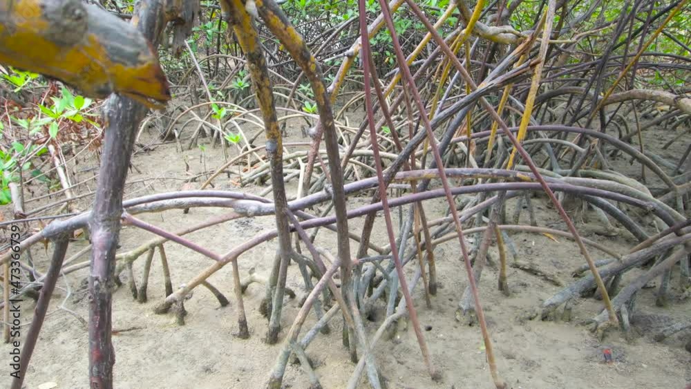 Mangrove soil and vegetation at low tide. Mangrove on the coast of Northeast Brazil, Ipojuca, state of Pernambuco.