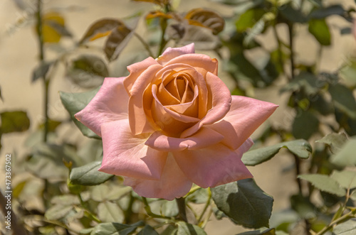 Vintage pink rose in the garden