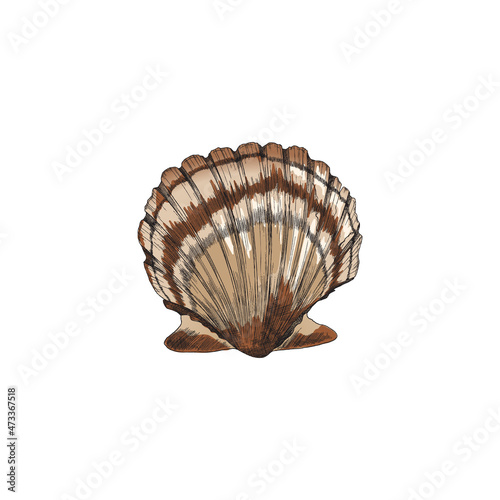 Clam shell sketch. Scallop seashell stand front view, seafood colored realistic looking illustration.