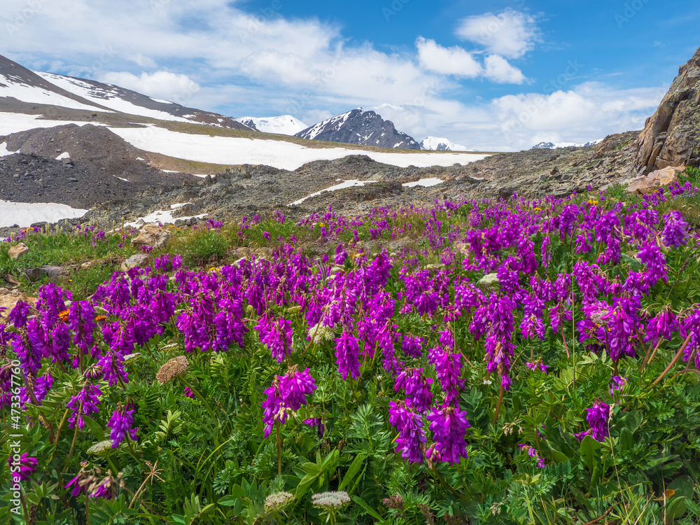 Blooming Alpine meadow. Alpine green summer meadow with blooming purple flowers. Alpine highlands. Blooming meadow of the highlands.