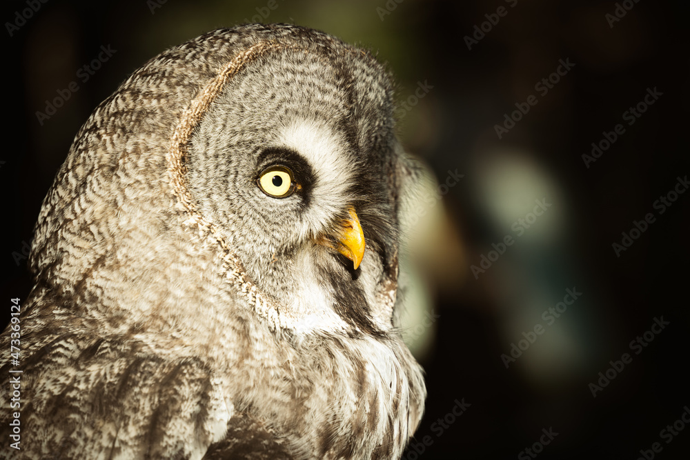 Fototapeta premium Bartkauz, Kauz Wildvogel