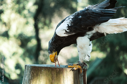 Riesenseeadler frisst beute