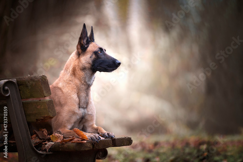 A portrait of belgian malinois dog 