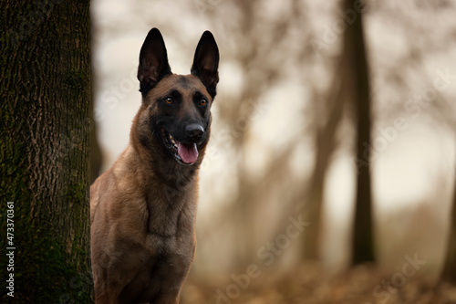 A portrait of belgian malinois dog 