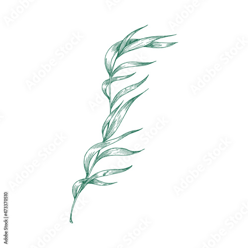 Seaweed plant with leaves, engraving hand drawn vector illustration isolated.