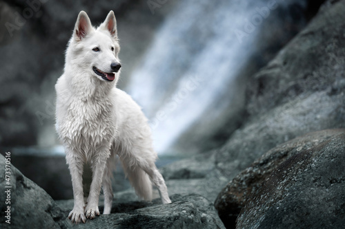 Ritratto di un cane pastore svizzero bianco Fototapet