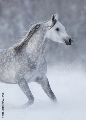 Purebred grey arabian horse running during blizzard. © Kseniya Abramova