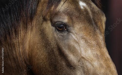 Golden dun young Andalusian horse. Close up. © Kseniya Abramova