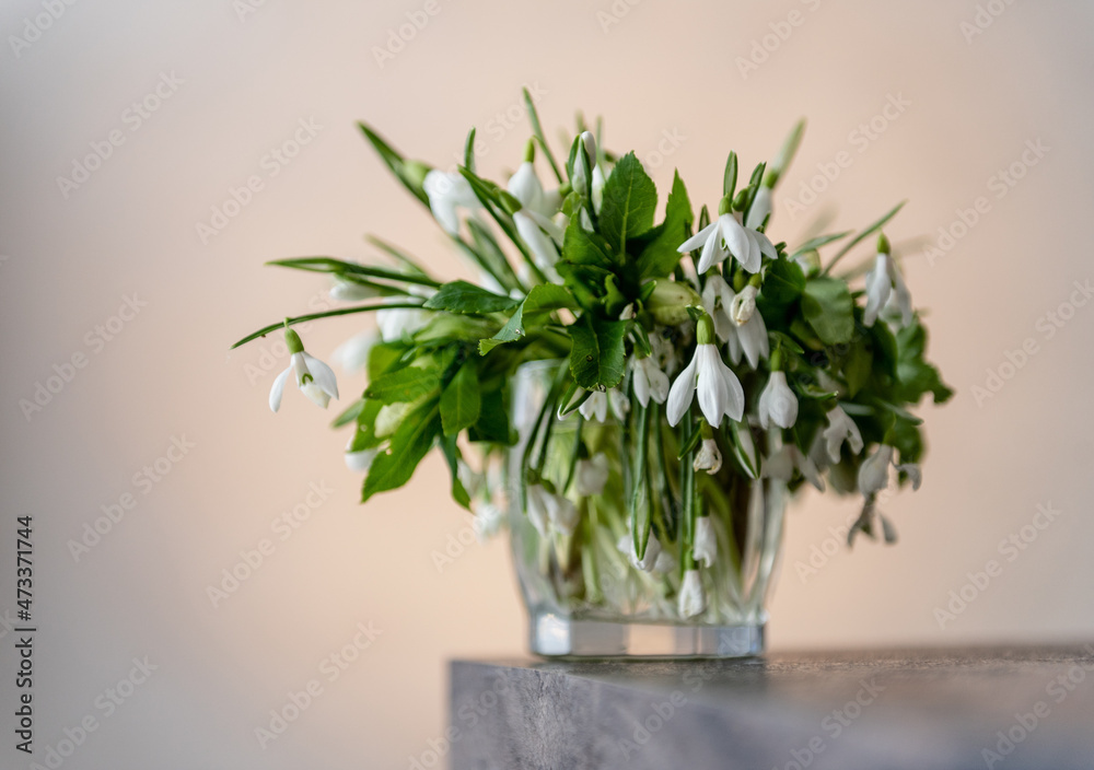 plants in a vase plants in a vase