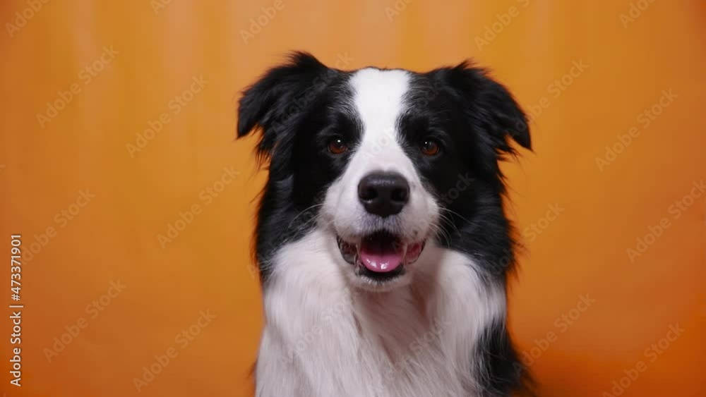 Funny portrait of cute puppy dog border collie isolated on yellow orange colorful background. Cute pet dog. Pet animal life concept Funny portrait of cute puppy dog border collie isolated on yellow orange colorful background. Cute pet dog. Pet animal life concept