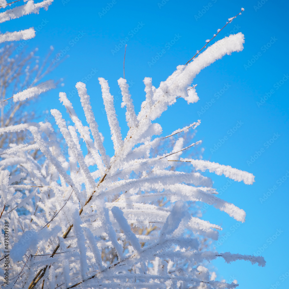 Twigs covered with snow on the background of the spring blue sky. Spring mood Twigs covered with snow on the background of the spring blue sky. Spring mood