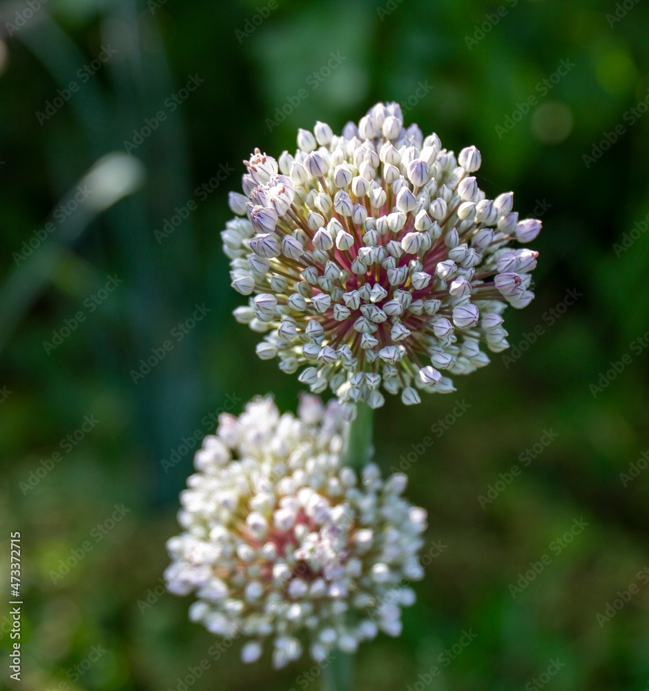 leek flower in the sunlight