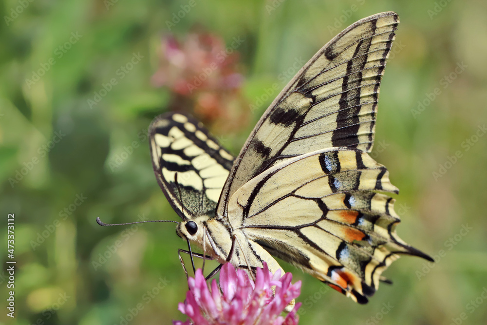 Butterfly Machaon (Papilio machaon) is a day butterfly from the family of sailboats or cavaliers (Papilionidae). Butterfly Machaon (Papilio machaon) is a day butterfly from the family of sailboats or cavaliers (Papilionidae).
