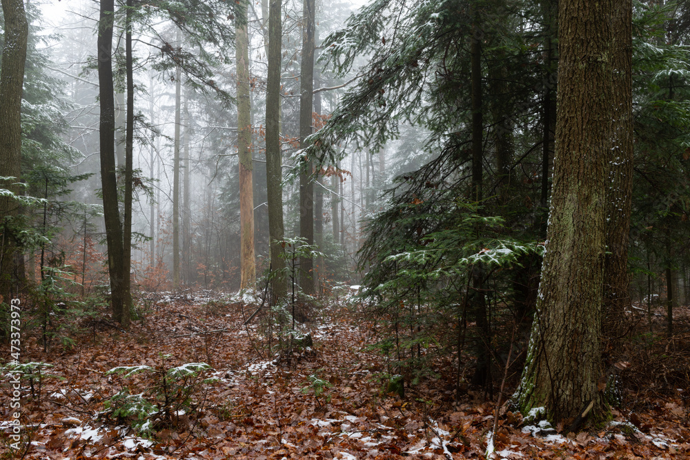 Obraz premium The first snow in the forest. Misty morning in the forest. Świętokrzyskie Poland.