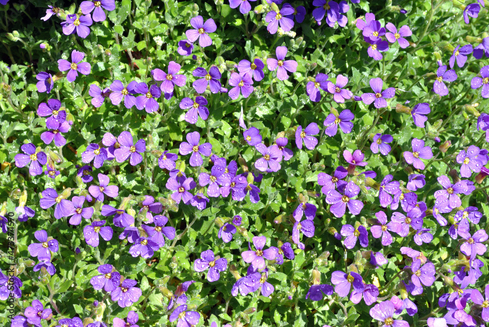 Fototapeta premium Close Up of Small Blue Flowers on Periwinkle Plant 