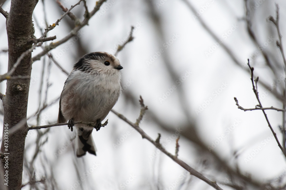 long tailed tit in natural habitat aegithalos caudatus long tailed tit in natural habitat aegithalos caudatus
