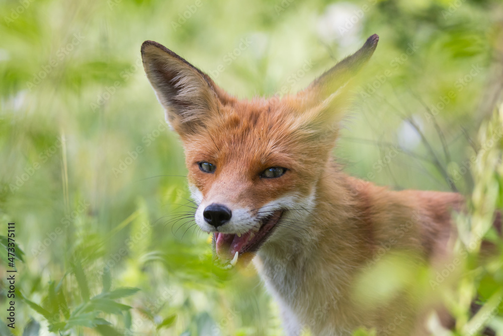 Portrait of a red fox Vulpes vulpes on a green background