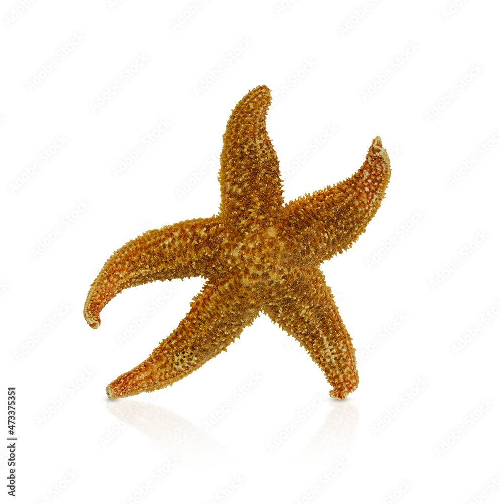 Orange textured starfish on white isolated background. Symbol of the sea, relaxation, beach. Copy space Orange textured starfish on white isolated background. Symbol of the sea, relaxation, beach. Copy space