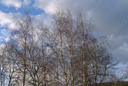 Leafless Branches of Birch Trees seen against Cloudy Winter Sky 