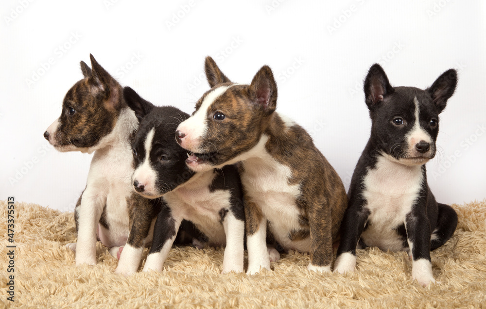 Four Basenji puppies on a white background.
