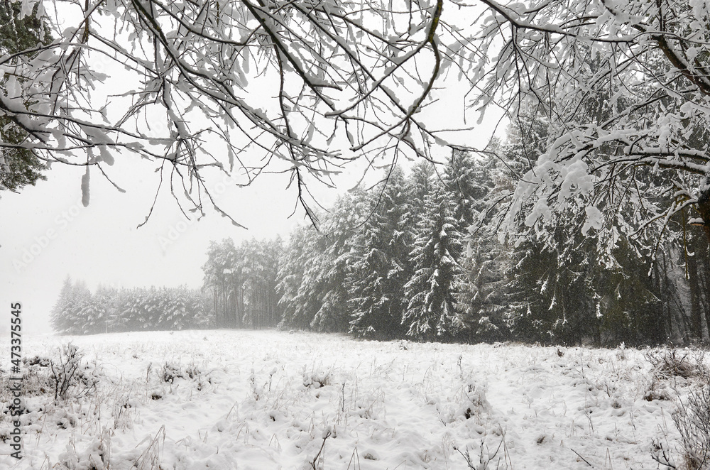 Winter forest landscape during heavy snowfall.