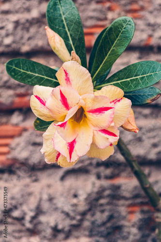 Rosa do Deserto / Adenium obesum photo