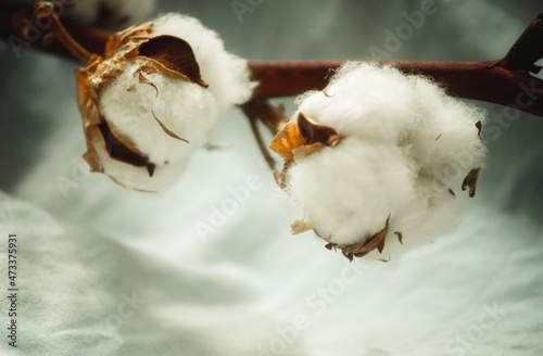 Fototapeta Naklejka Na Ścianę i Meble -  a branch of cotton on a fabric close-up
