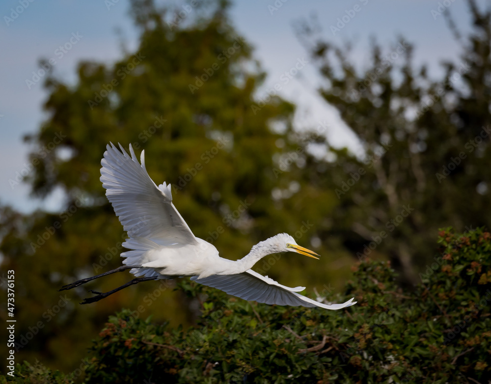 White egret flies through the Venice Rookery looking for a landing.CR3 White egret flies through the Venice Rookery looking for a landing.CR3