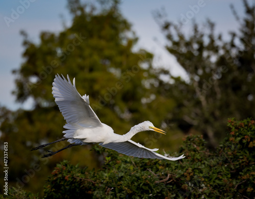 White egret flies through the Venice Rookery looking for a landing.CR3 © Jo