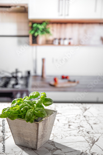Basil on kitchen table, with kitcken blur on background photo