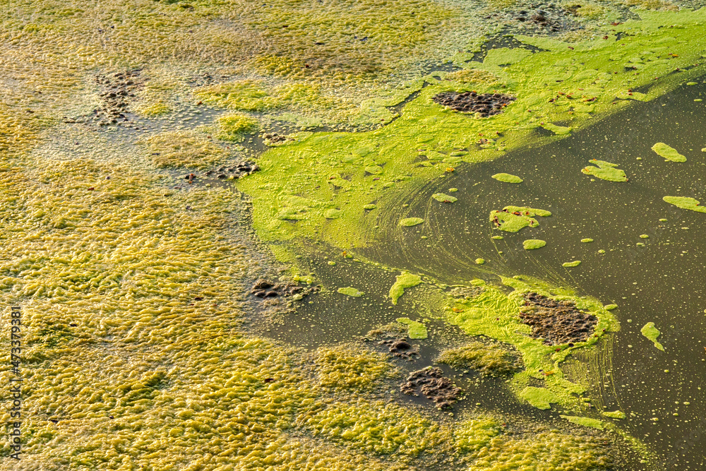 Algenüberwuchertes Wasser in der nördlichen Lagune von Venedig