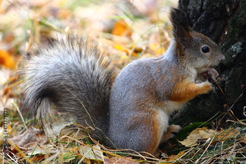 cute squirrel in the autumn park standing and waiting for food