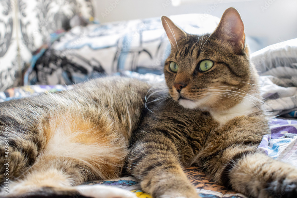 portrait of a cat portrait of a cat