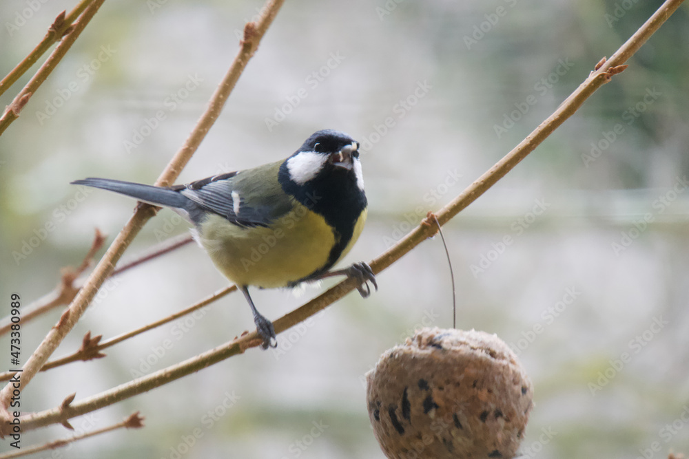 Great tit with a ball of food in winter - Parus major