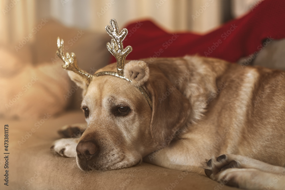 adorable fawn dog Labrador with deer horns on the couch. new year, christmas adorable fawn dog Labrador with deer horns on the couch. new year, christmas