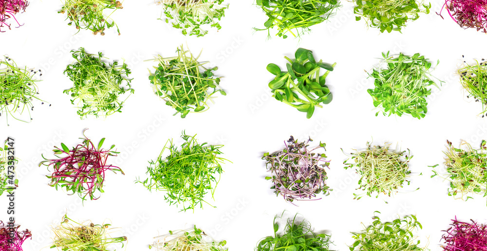 Pattern of different microgreens on a white background. Selective focus. Pattern of different microgreens on a white background. Selective focus.